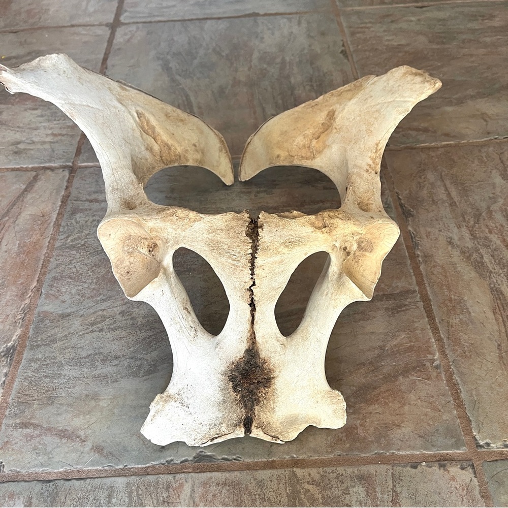 Natural Bone Pelvis/Hip Display Piece- Art Prop. Cow.
